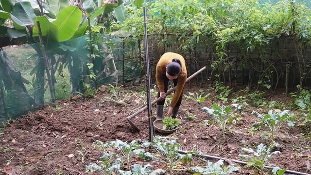 Beyond Civilization: Harvest Vegetables in The Mountain and Enjoy Grill Chicken . Amy village life смотреть онлайн