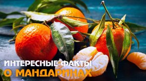 Все о мандаринах: где появился цитрус и в чем польза и вред для организма?