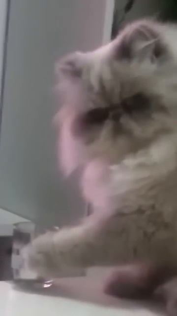 THUG LIFE #music #топ #jokes #приколы #прикол #кошки #кот #котики смотреть онлайн