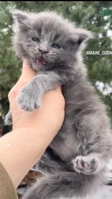 💙🌟💙 Merry Christmas and Happy New 🌟🎁🌟 😻Cattery Maine Coon Lachty Coast😻 смотреть онлайн