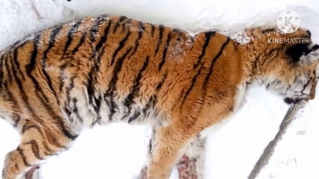 Выйдя утром на крыльцо мужчина встретил незваного гостя! смотреть онлайн