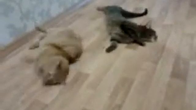 коты под кайфом смотреть онлайн