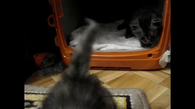 Первые шаги. First steps смотреть онлайн
