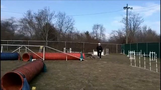 Selene's First Agility Titles смотреть онлайн