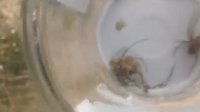Fighting Spiders смотреть онлайн
