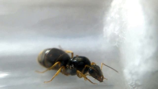 My New Honeypot Ant Queen (Myrmecocystus testaceus Collected From Pinyon Pines, CA 2-15-15) смотреть онлайн