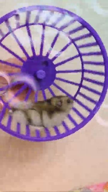 Мой джунгарский хомяк Стёпа бегает в колесе смотреть онлайн