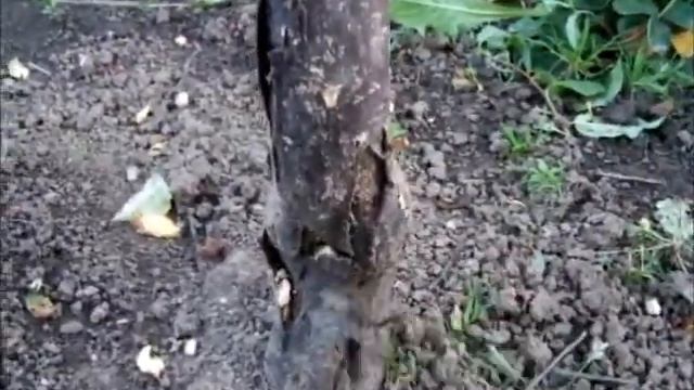 Allotment Update 2nd Week Sept 2017 смотреть онлайн