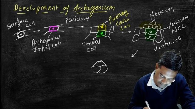 Archegonium || Development of Archegonium смотреть онлайн