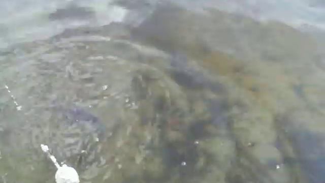 Поймался маленький подлещик / Catch a small bream смотреть онлайн