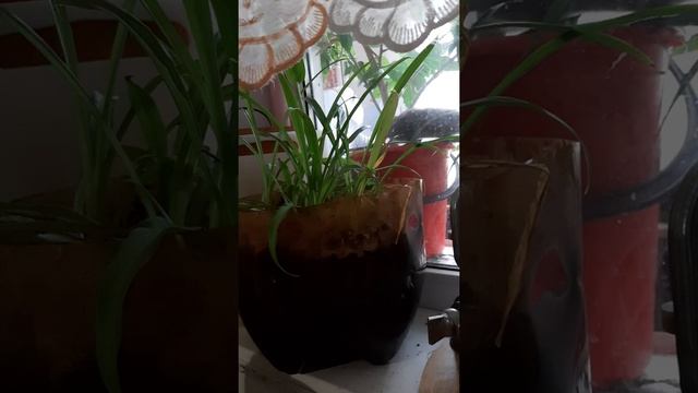 Незванный крыс))) смотреть онлайн