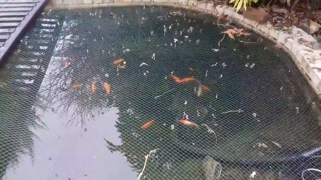 Koi loving being introduced to pond and Wrighty's filter bacteria смотреть онлайн