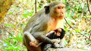 Lucky Time CARVIN Baby Monkey Feeding Milk Second Time Today |Pity Newborn Baby Monkey|Sounds Monke