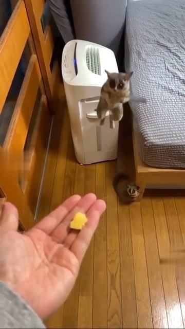 HHOA! This galago can really jump смотреть онлайн