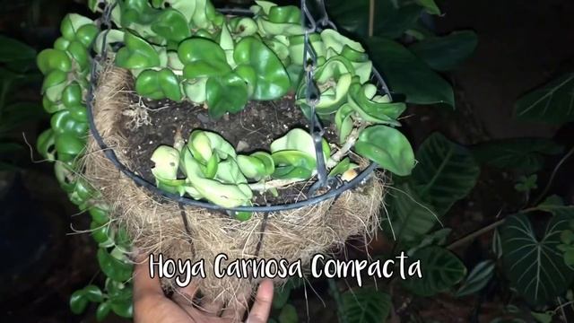 Hoya Tour