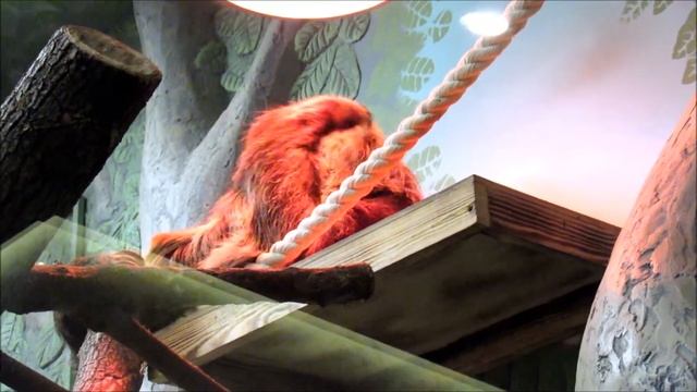 Ленивец. 22.01.20 г. смотреть онлайн