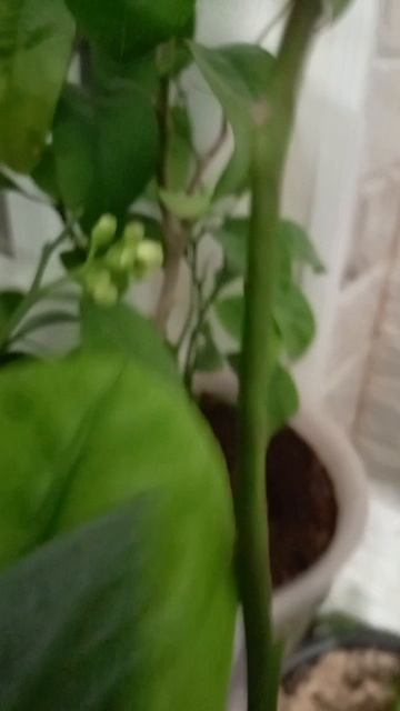 Зелёный Уголок смотреть онлайн