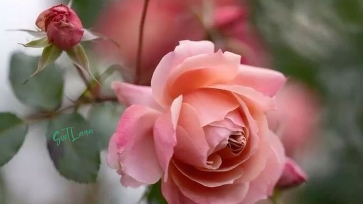 Для тех кто любит Розы 🌹🌹