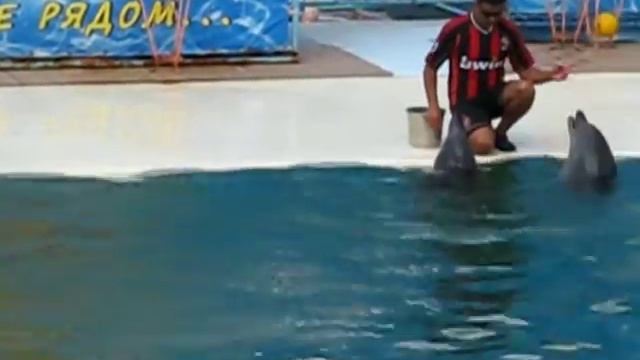 выступление театр морских животных "Акватория" смотреть онлайн