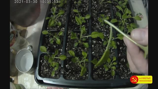 Прищипка петунии и очередная подкормка чудо-эликсиром. смотреть онлайн