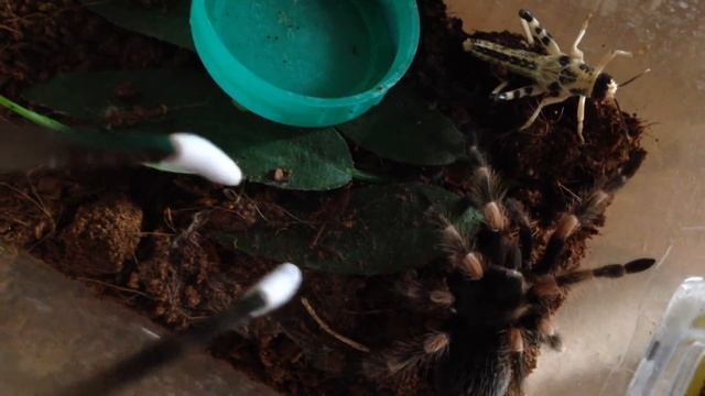 Brachypelma Smithi feeding video смотреть онлайн