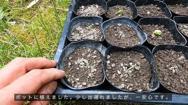 夏野菜の苗紹介＊温室編オクラやトウモロコシ等🌱Growing Summer Vegetable Seedlings