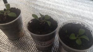 Рассада перца заболела пероноспорозом.Первая помощь.