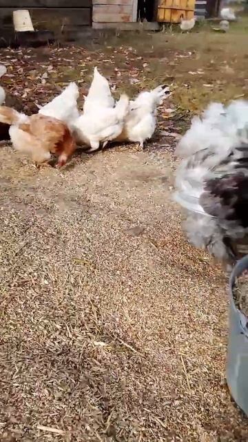 Запасы на зиму 🐓 смотреть онлайн