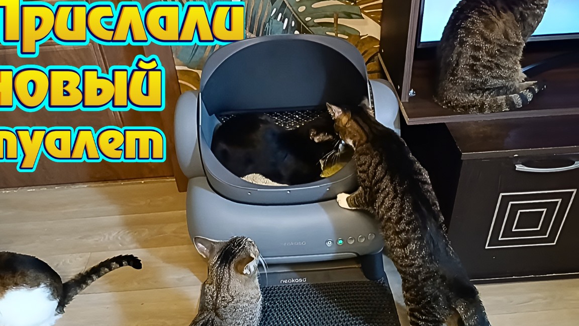 Прислали новый туалет смотреть онлайн