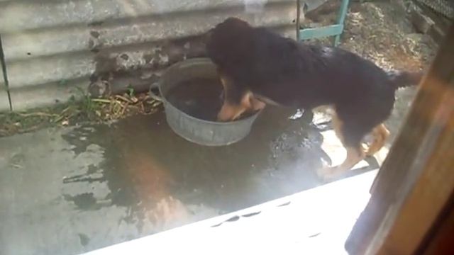 Дик купается смотреть онлайн