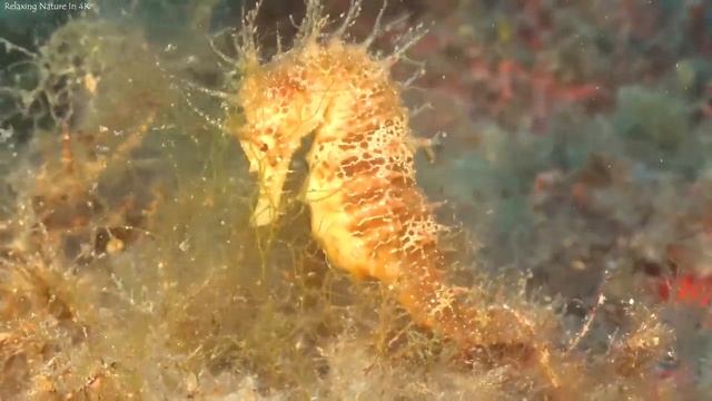 Акулы, мир рыб в океане,музыка для отдыха , видео смотреть онлайн