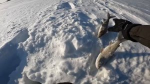 В ПОИСКАХ СИГА | РЫБАЛКА НА СЕВЕРЕ