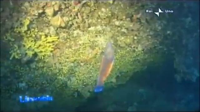 Linea Blu A Mattinata (Gargano - Puglia) - 18 Luglio 2009 - Prima Parte