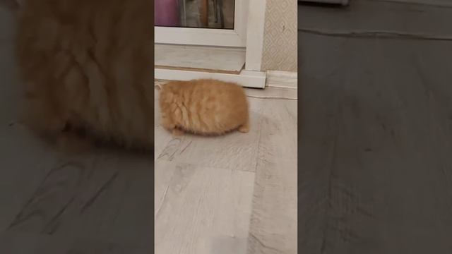 Шотландские котята смотреть онлайн