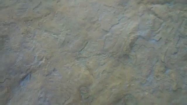 Huge Find Of Polar Dinosaur Tracks
