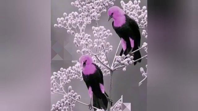 САМЫЕ КРАСИВЫЕ ПТИЦЫ