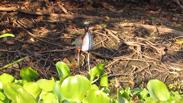 20-9-2018: Vliegenvangende Agami Heron op de Rio Sarare смотреть онлайн