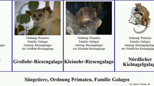 Säugetiere, Ordnung Primaten, Familie Galagos mammal Silberner Allen-Galago Chris Vinyasa Haugen смотреть онлайн