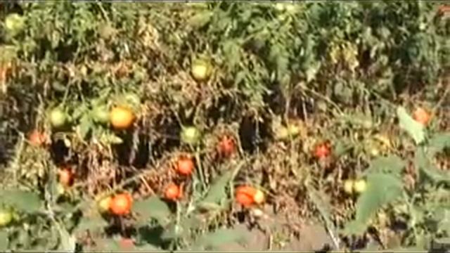 Achieving Top Quality Produce смотреть онлайн