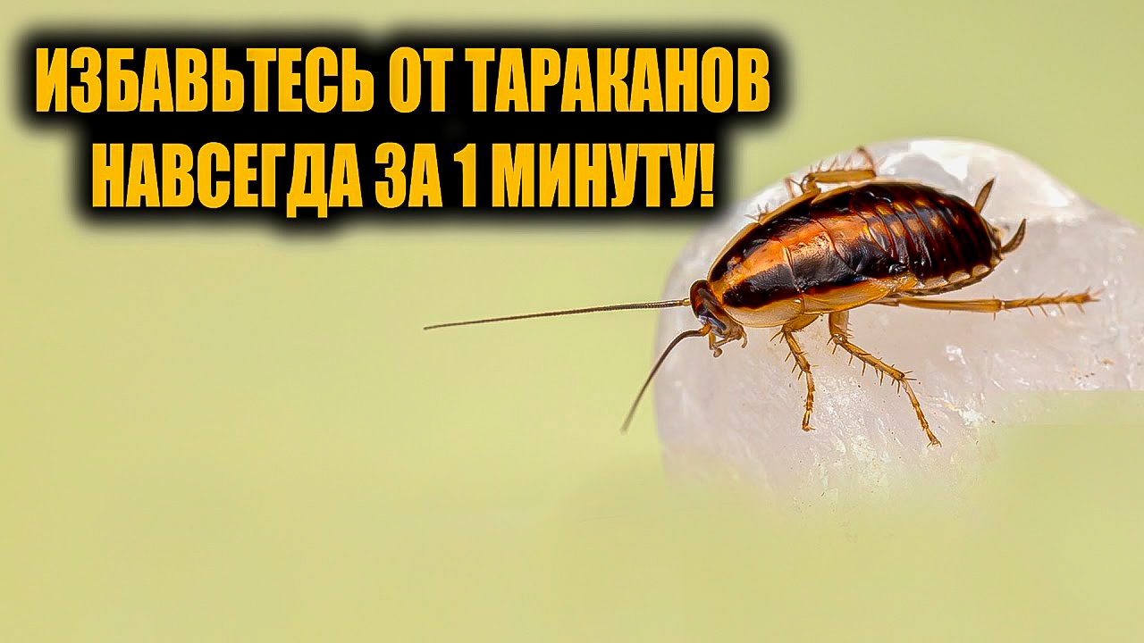 ЛУЧШИЙ СПОСОБ ВЫВЕСТИ ТАРАКАНОВ НАВСЕГДА. ЗА 1 ДЕНЬ. 100%.