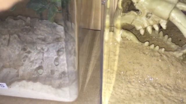 🦂 Update On My DWA Scorpion Collection + Moult 🦂 смотреть онлайн