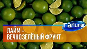 Галилео | Лайм - вечнозелёный фрукт