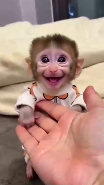 Обезьяна