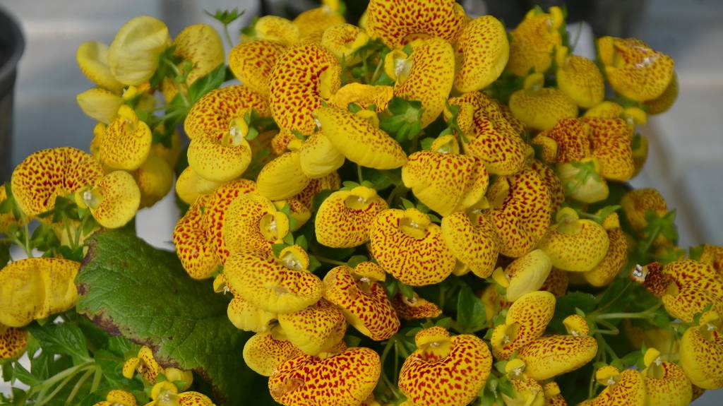 Новинка. Комнатные цветы