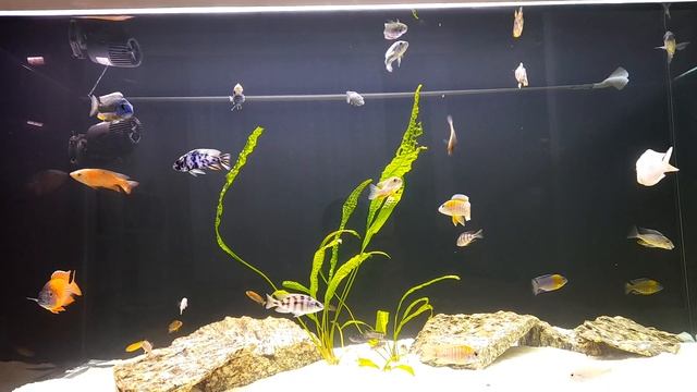 #aquarium #cichlid #malawi #cichlids #aulonocara #peacock #haplochromis #mbuna #protomelas смотреть онлайн