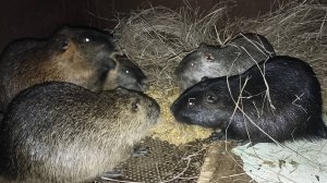 Клетки на ночь сегодня не утепляю. НУТРИИ и сено. 09.03.25