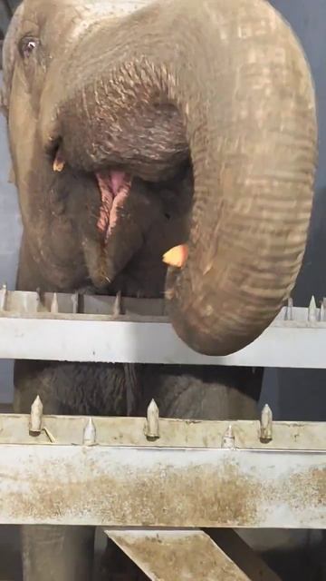 #миссия покормить #слона пройдена смотреть онлайн