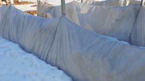 Когда открывать ежевику весной