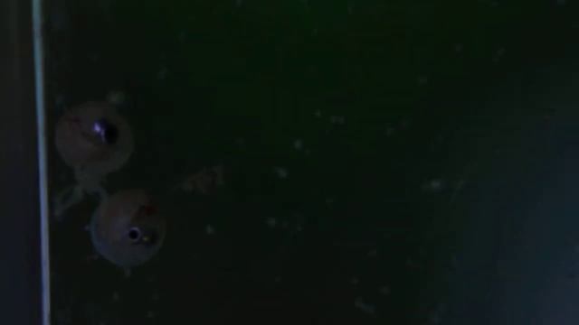 Pterapogon kauderni larvae