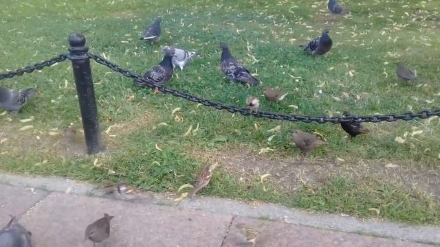 Александровский сад.Кормим голубей и других птиц. смотреть онлайн